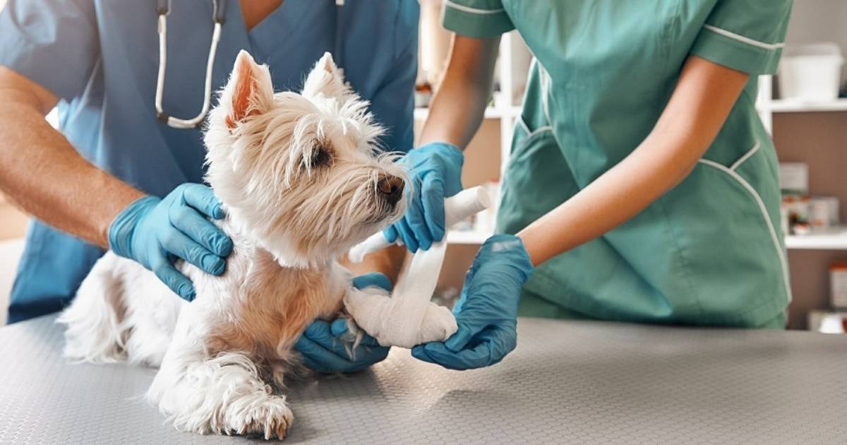 38 Heartwarming Veterinarian Thank You Note Example Messages